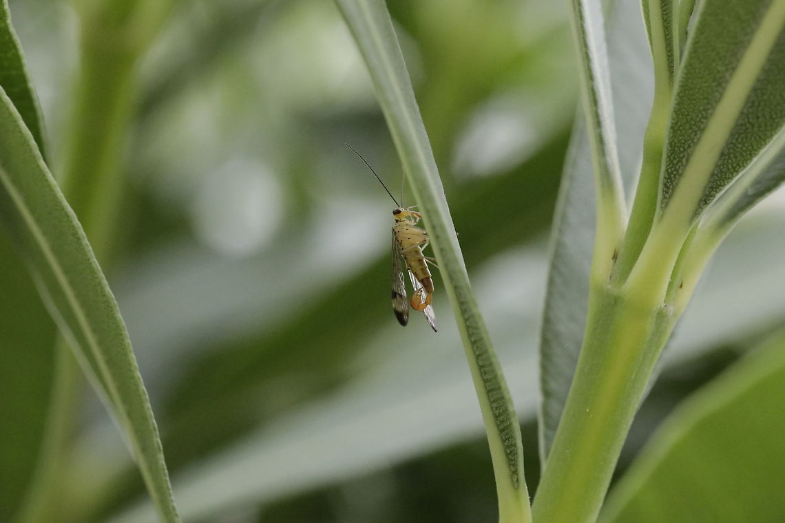 Panorpa_communis  Common scorpionfly,Fall,Geotagged,Greece,Panorpa communis