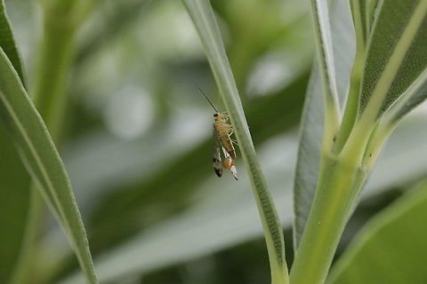 Panorpa_communis  Common scorpionfly,Fall,Geotagged,Greece,Panorpa communis