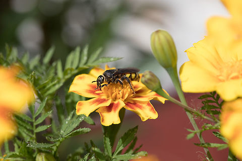Mammoth_Wasp  Fall,Geotagged,Greece,Mammoth wasp,Megascolia maculata flavifrons