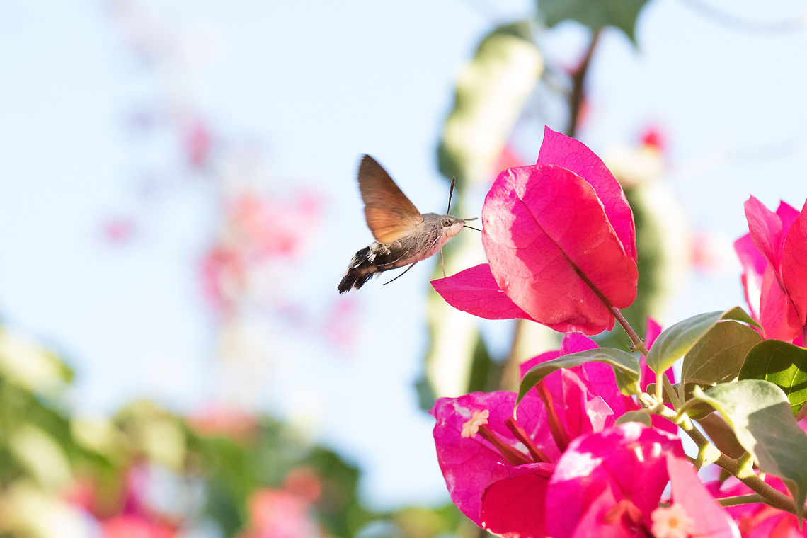 Macroglossum_stellatarum  Fall,Geotagged,Greece,Hummingbird hawk-moth,Macroglossum stellatarum
