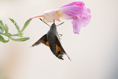 Macroglossum_stellatarum  Fall,Geotagged,Greece,Hummingbird hawk-moth,Macroglossum stellatarum