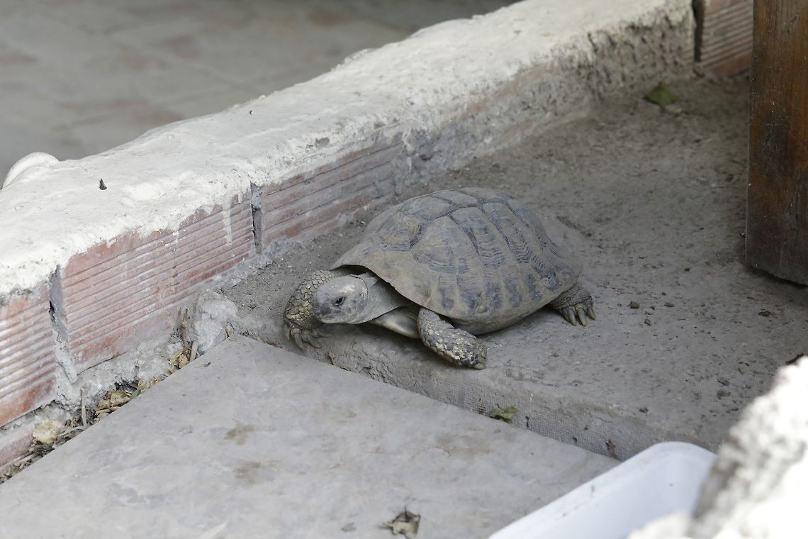 Common_tortoise  Fall,Geotagged,Greece,Spur-thighed tortoise,Testudo graeca,common tortoise,graeca