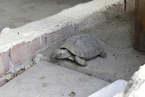 Common_tortoise  Fall,Geotagged,Greece,Spur-thighed tortoise,Testudo graeca,common tortoise,graeca