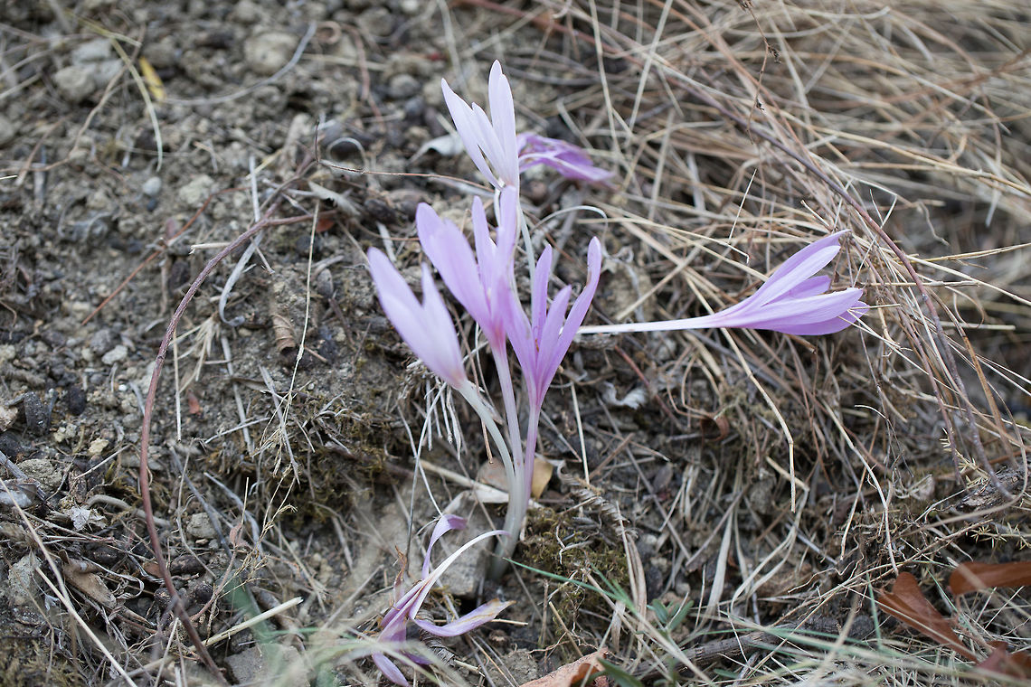 Colchicum_haynaldii  Autumn crocus,Colchicum autumnale,Colchicum haynaldii,Fall,Geotagged,Greece