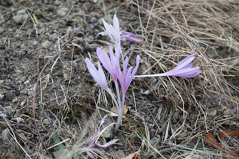 Colchicum haynaldii
