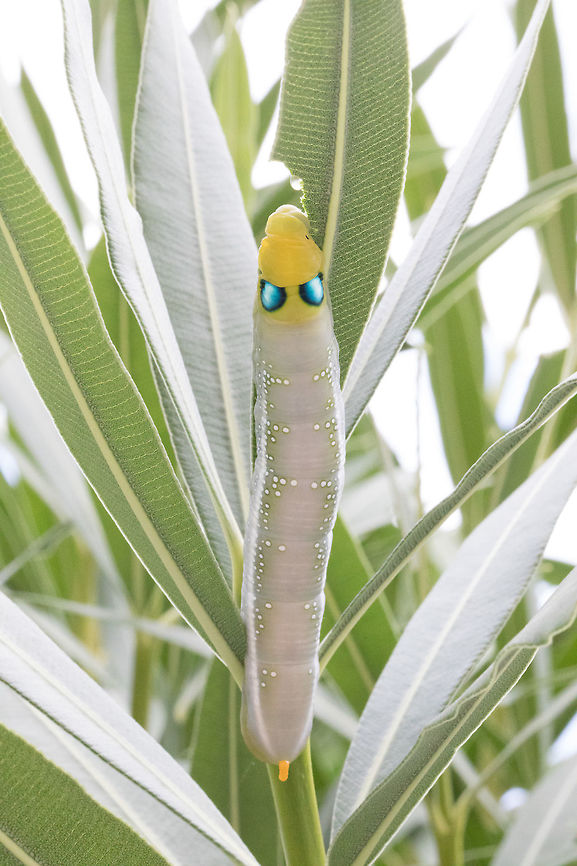 Oleander Hawk-Moth (4K Leaf Chomping)<br />
<section class="video"><iframe width="448" height="282" src="https://www.youtube-nocookie.com/embed/PTU6QJzvBMM?hd=1&autoplay=0&rel=0" frameborder="0" allowfullscreen></iframe></section><br />
 Daphnis nerii,Fall,Geotagged,Greece,Oleander Hawk-moth