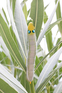 Oleander Hawk-Moth (4K Leaf Chomping)
https://youtu.be/PTU6QJzvBMM
 Daphnis nerii,Fall,Geotagged,Greece,Oleander Hawk-moth