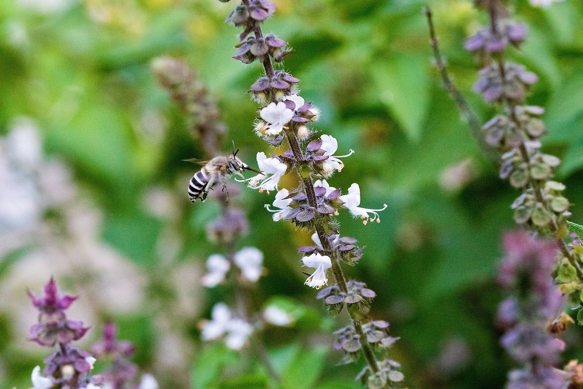 Flower Bee?  Fall,Geotagged,Greece