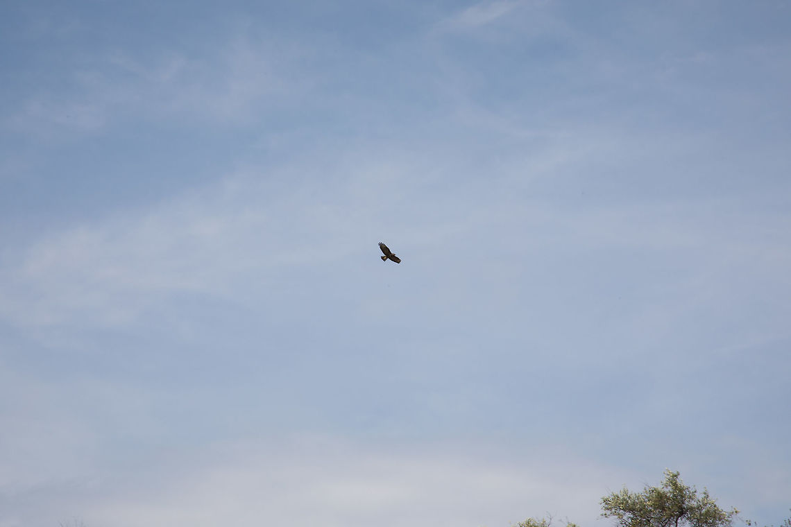 Common Buzzard  Buteo buteo,Common buzzard,Fall,Geotagged,Greece