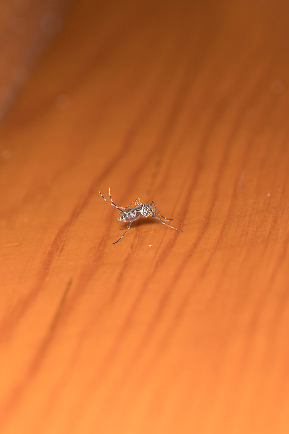 Aedes_albopictus  Aedes albopictus,Asian tiger mosquito,Fall,Geotagged,Greece