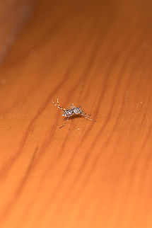 Aedes_albopictus  Aedes albopictus,Asian tiger mosquito,Fall,Geotagged,Greece