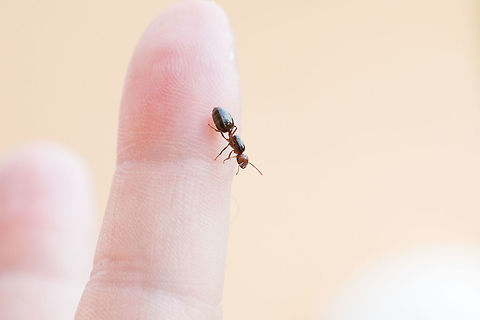 Plagiolepis_pygmaea  Fall,Geotagged,Greece,Plagiolepis pygmae,Plagiolepis pygmaea