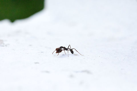Aphaenogaster senilis