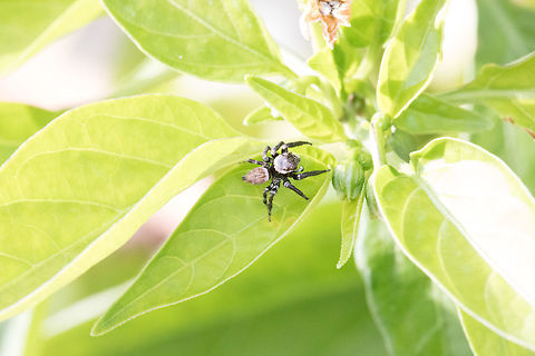 Jumping Spider - Arillas  Fall,Geotagged,Greece