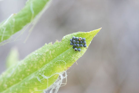 Unknown Eggs  Fall,Geotagged,Greece