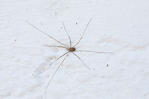Daddy Long Legs  Daddy longlegs,Fall,Geotagged,Greece,Opilio parietinus,Phalangium opilio