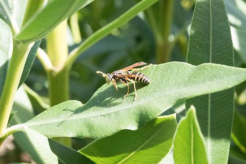 Paper Wasp?  Fall,Geotagged,Greece