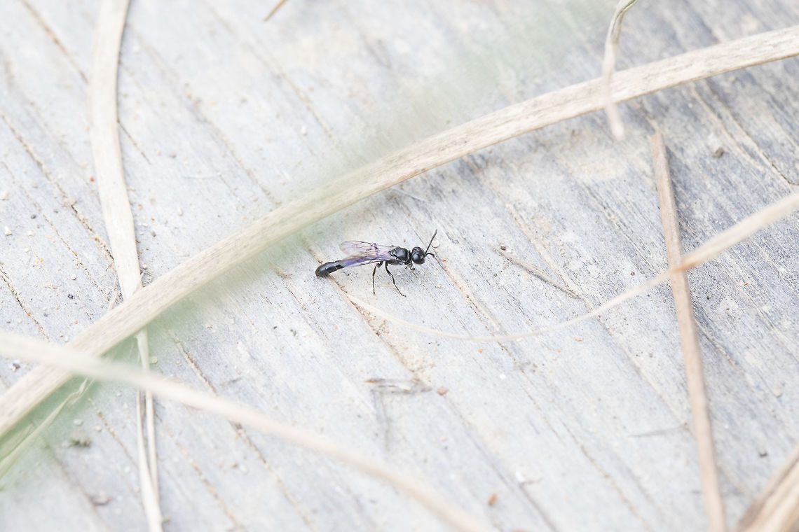 Unknown Fly Not sure what type of fly this is. It was approximately 3/4&quot; in size. Fall,Geotagged,Greece