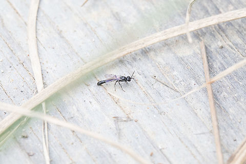 Unknown Fly Not sure what type of fly this is. It was approximately 3/4" in size. Fall,Geotagged,Greece