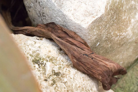 Gasteruption_jaculator  Fall,Gasteruption jaculator,Geotagged,Greece