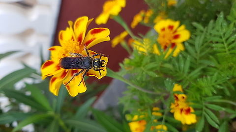 Mammoth Wasp Mandibles This is the male, the female is bigger! However, I was taking pictures of this one for a long time and it was very placid. Still, wouldn't want to get on the wrong side of this species.  Fall,Geotagged,Greece,Mammoth wasp,Megascolia maculata flavifrons