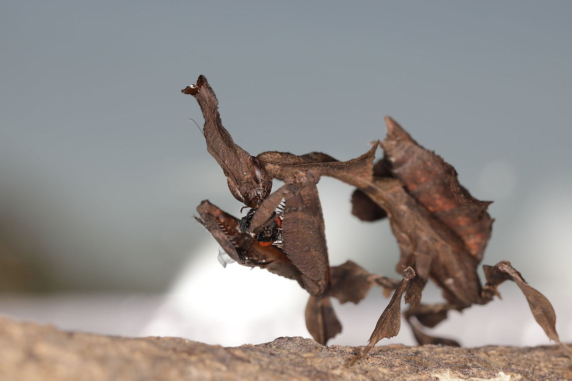Giuliana the Ghost Mantis Eating a delicious fly. Non-native,Phyllocrania paradoxa,captivity