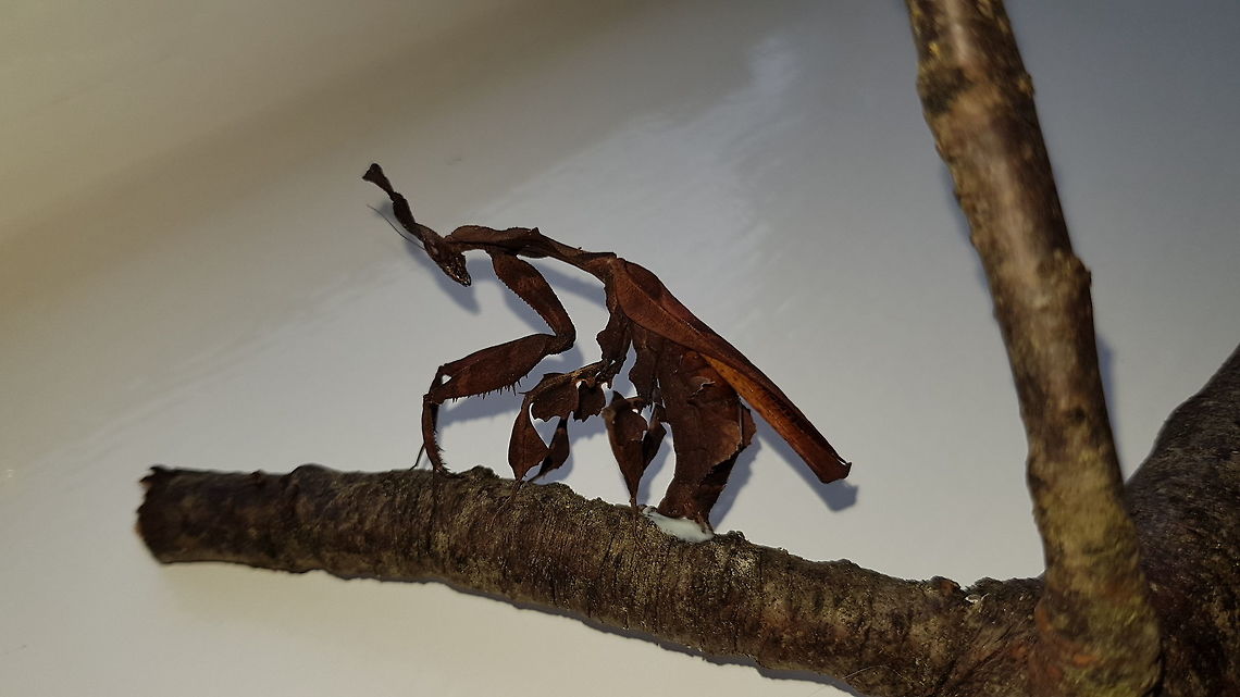 Ghost Mantis Ootheca Laying (with video)  Ghost mantis,Non-native,Phyllocrania paradoxa