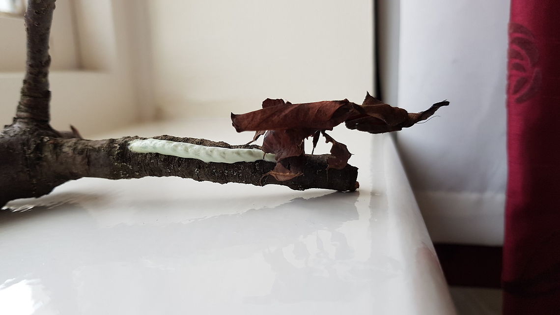 2 hours later She finished laying the ootheca. Geotagged,Ghost mantis,Phyllocrania paradoxa,United Kingdom,Winter