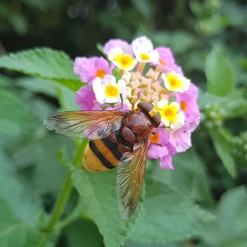 Hornet Mimic Hoverfly, Corfu  Geotagged,Greece,Hornet mimic hoverfly,Summer,Volucella zonaria