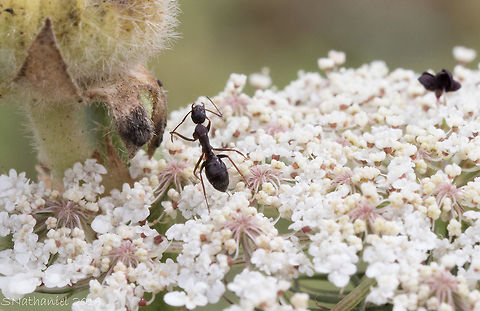 Preening Little lady all on her own, cleaning her antenna. Camponotus foreli,Geotagged,Greece,Summer