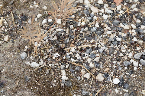 Camponotus dalmaticus