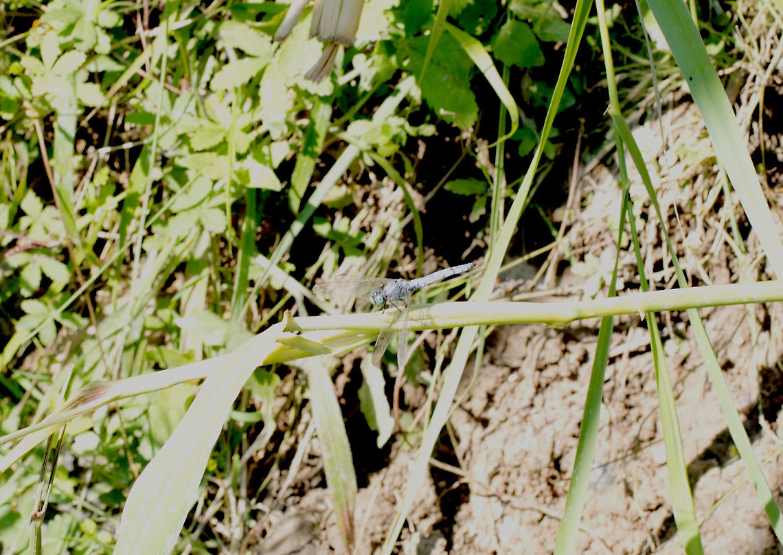 Corfu Dragonfly Not a great shot unfortunately. Usually I only see Red Darters here in corfu so this blue beauty caught my eye. Camera wasn&#039;t set up correctly though (my fault) and I couldn&#039;t rectify it before it flew off. Anax imperator,Emperor Dragonfly,Geotagged,Greece,Summer