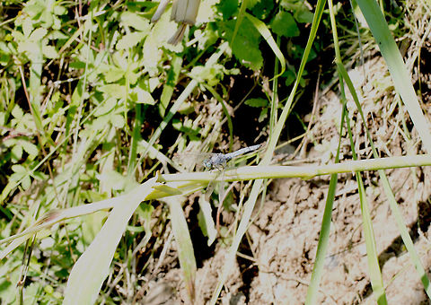 Corfu Dragonfly Not a great shot unfortunately. Usually I only see Red Darters here in corfu so this blue beauty caught my eye. Camera wasn't set up correctly though (my fault) and I couldn't rectify it before it flew off. Anax imperator,Emperor Dragonfly,Geotagged,Greece,Summer