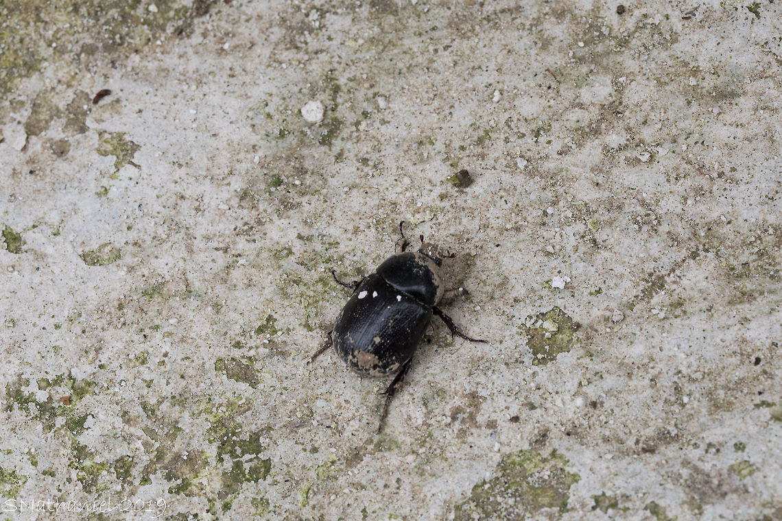 Dor Beetle  Geotagged,Geotrupes stercorarius,Greece,Summer