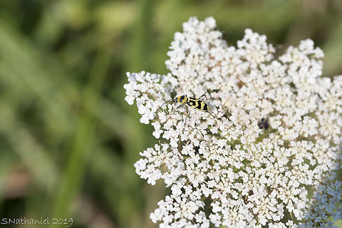 Chlorophorus varius - Corfu  Chlorophorus varius,Geotagged,Greece,Summer,beetle,grape wood borer