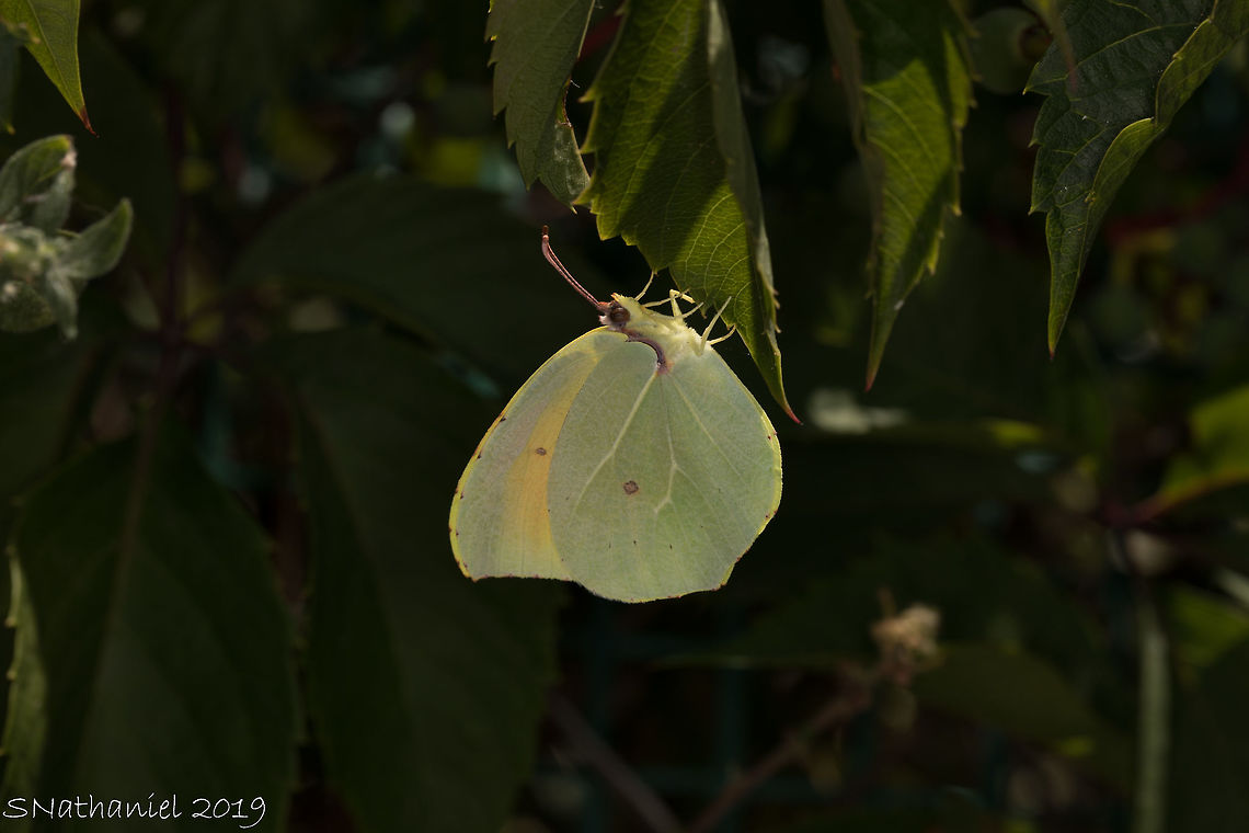 Common brimstone - Corfu  Common Brimstone,Geotagged,Gonepteryx rhamni,Greece,Summer