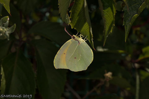 Common brimstone - Corfu  Common Brimstone,Geotagged,Gonepteryx rhamni,Greece,Summer