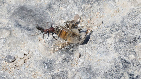 Cataglyphis nodus lunch  Cataglyphis nodus,Geotagged,Greece,Summer