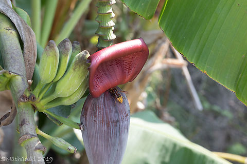 Bananna  Banana,Geotagged,Greece,Summer