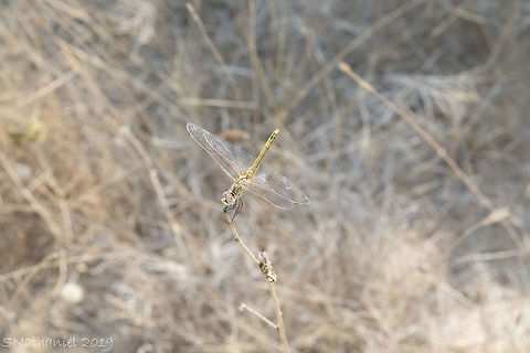 Red_Darter  Geotagged,Greece,Summer,Sympetrum fonscolombii,red-veined darter