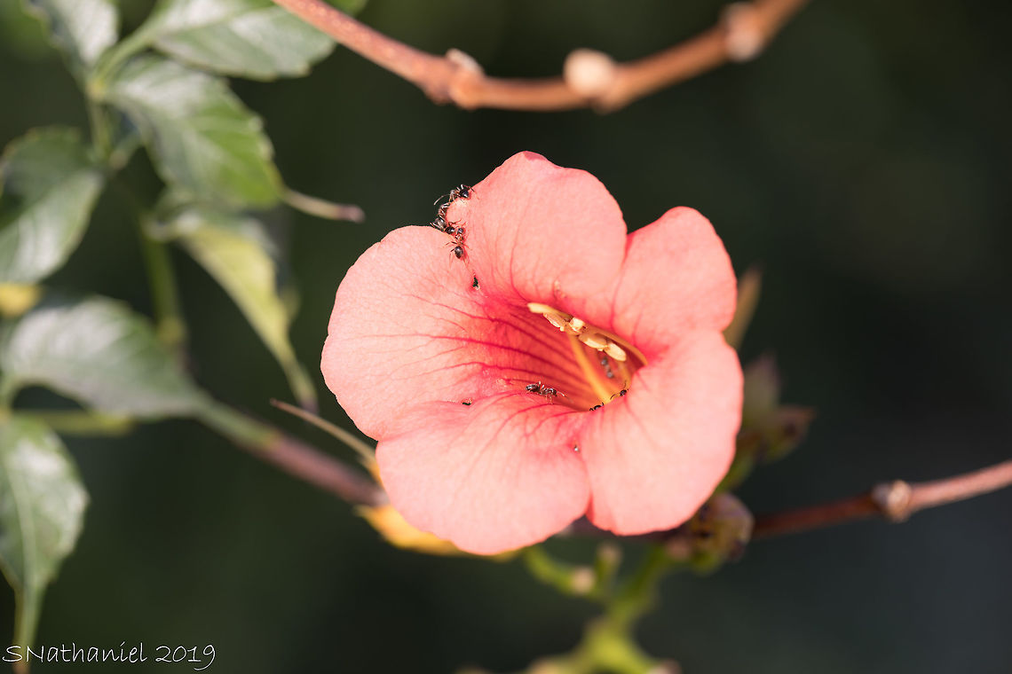 Lasius_Niger  Black garden ant,Geotagged,Greece,Lasius niger,Summer