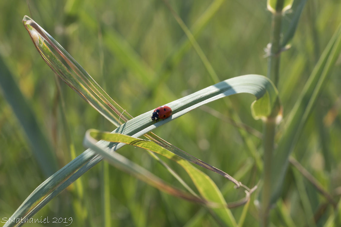 7_spotted_Ladybird  Coccinella septempunctata,Geotagged,Greece,Seven-spot Ladybird,Summer