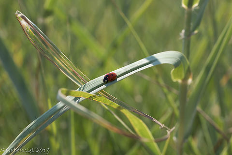 7_spotted_Ladybird  Coccinella septempunctata,Geotagged,Greece,Seven-spot Ladybird,Summer