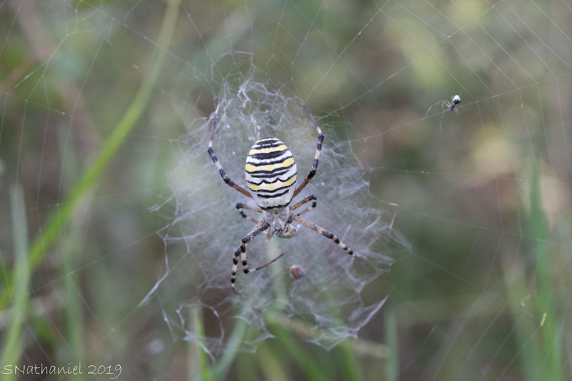 Wasp_Spider  Argiope bruennichi,Geotagged,Greece,Summer,Wasp spider