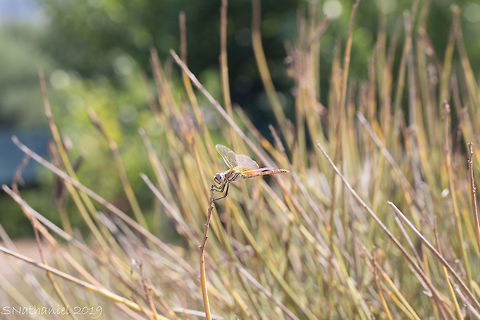 Red Darter  Geotagged,Greece,Summer,Sympetrum fonscolombii,red-veined darter