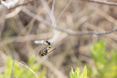Mud_Dauber  Black and yellow mud dauber,Geotagged,Greece,Sceliphron caementarium,Summer