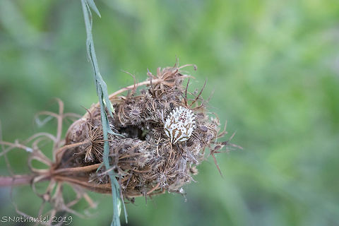 White and brown stink bug  Carpocoris mediterraneus,Geotagged,Greece,Summer