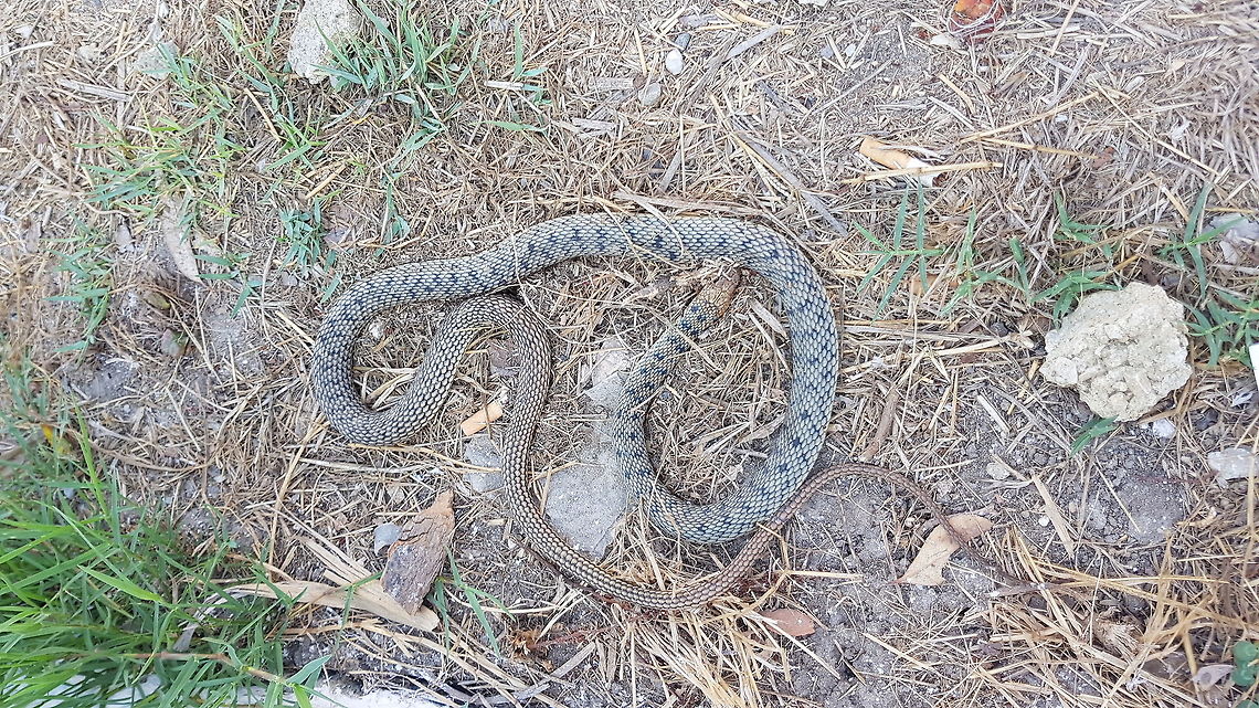 Day1  Geotagged,Greece,Natrix tessellata,Summer,dice snake