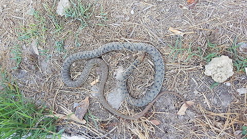 Day1  Geotagged,Greece,Natrix tessellata,Summer,dice snake
