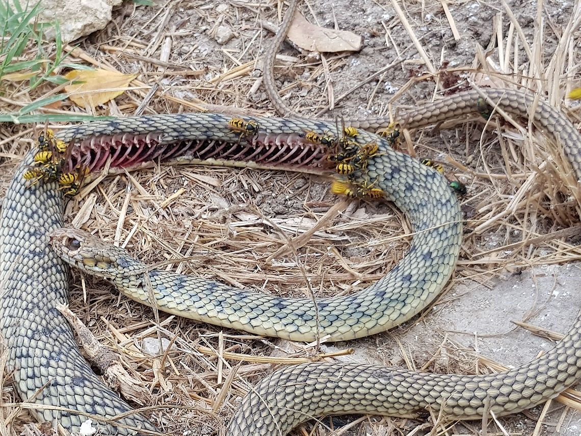 Day2  Geotagged,Greece,Natrix tessellata,Summer,dice snake